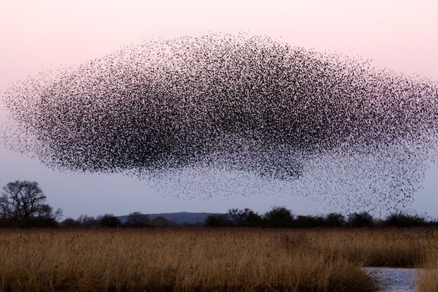 Advanced AI Allows for Synchronised yet Autonomous Drone Swarms